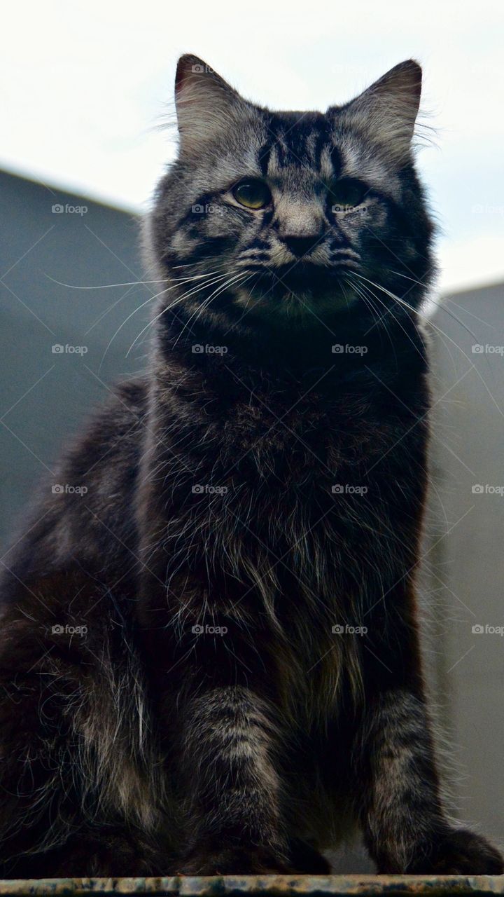 Close-up of cute kitten