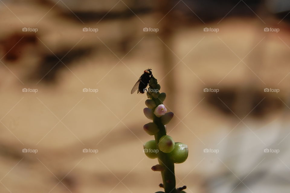 Fly insect over flower