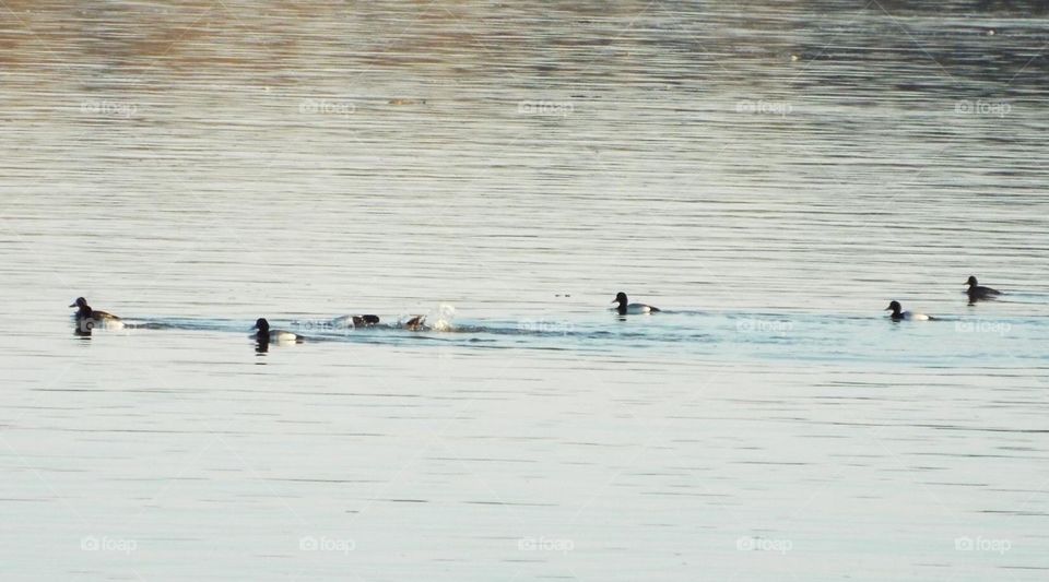 Tufted ducks diving and swimming in the Mississippi River in Iowa 