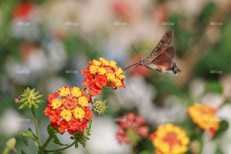 Hummingbird hawk-moth in flight in garden and feeds on the nectar of flowers
