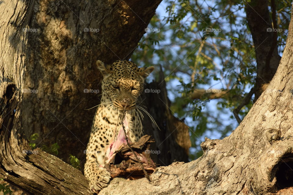 Female leopard in the Timbavati feeding