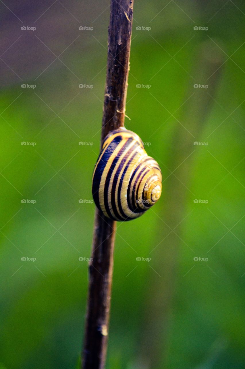 Close-up of snail on stick