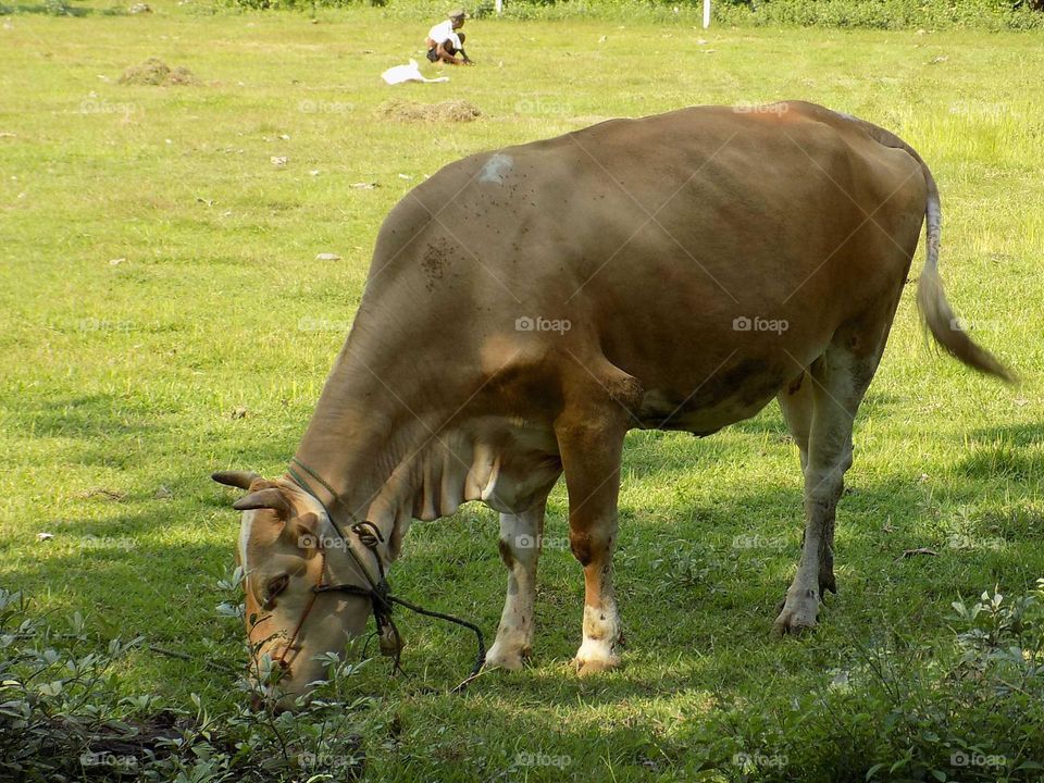 Looking for grass in the field to feed the beloved cow