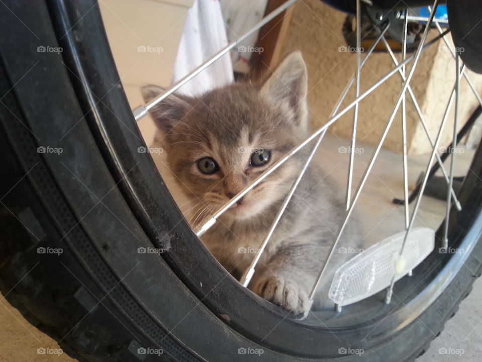 kitten and tire. my kitty playing with my bike