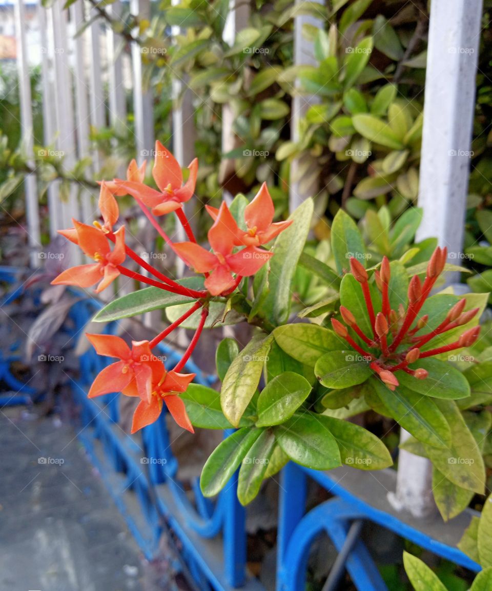 Capture flower roadside compliment one another and living in harmony