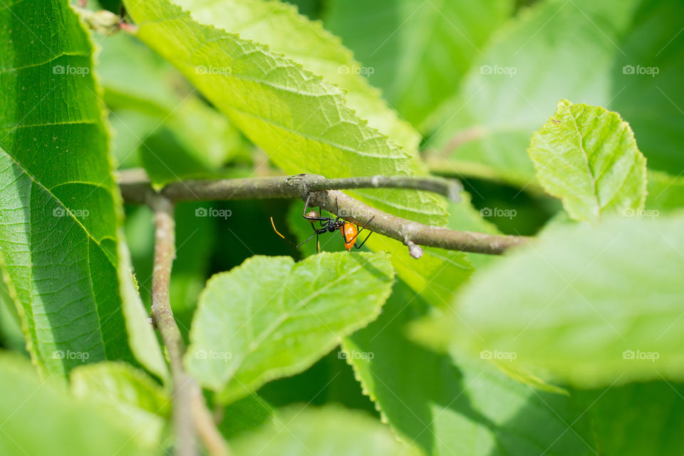 Assassin Bug Nymph Insect Close Up on a Branch