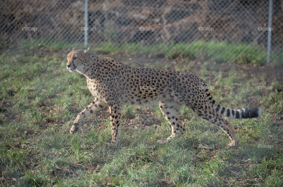 Cheetah in stride