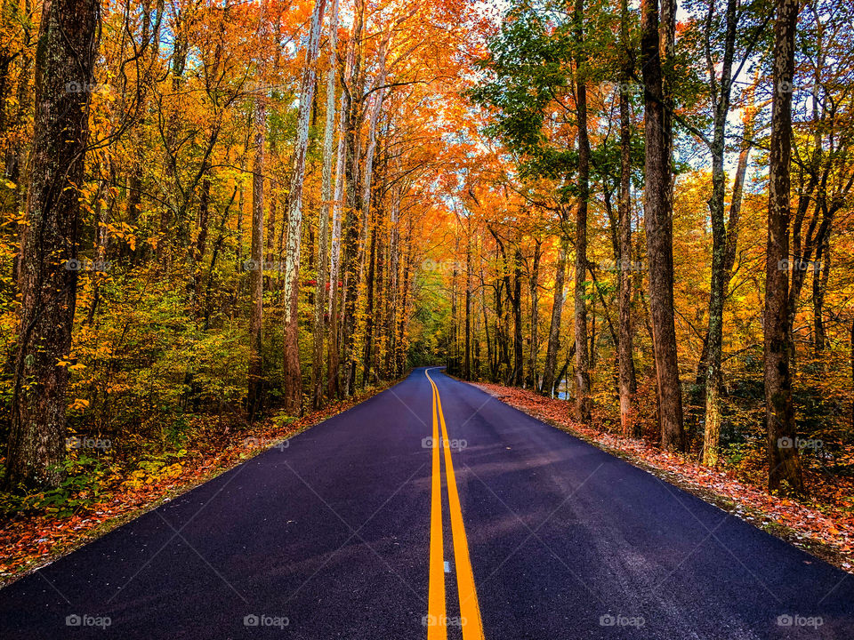 Beautiful drive through an Autumn forest in East Tennessee 