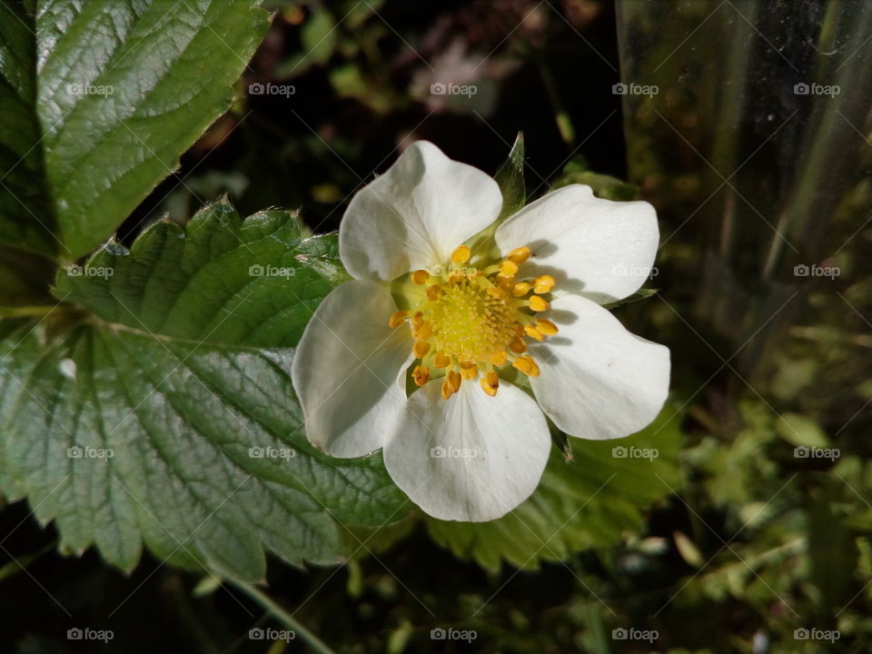 strawberry flower #2