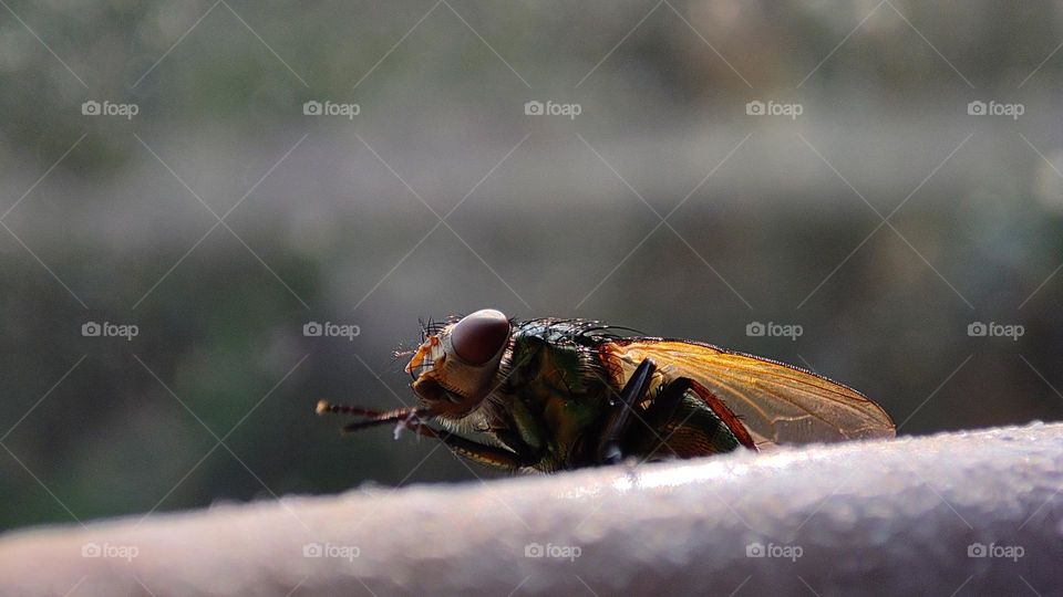 fly cleaning his feets