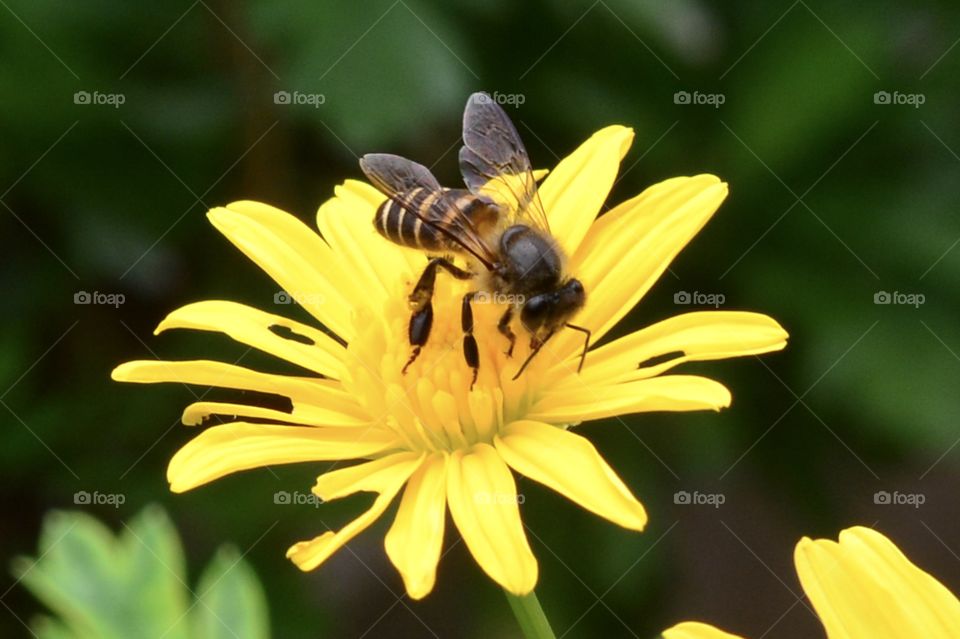 Yellow Flower and bee