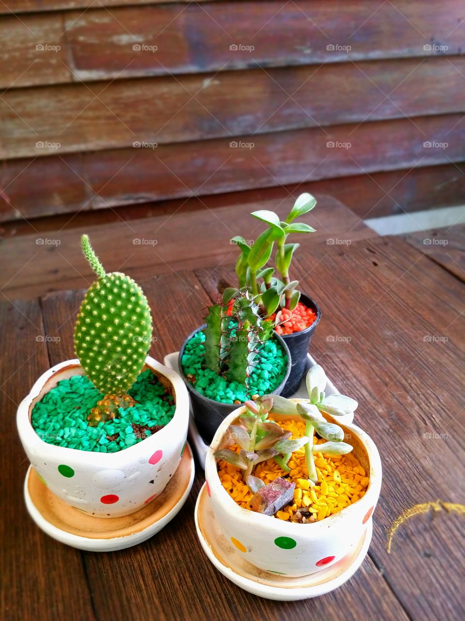 Close-up of potted plant on wood