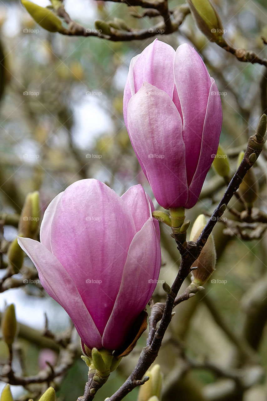 Early spring in the southern hemisphere