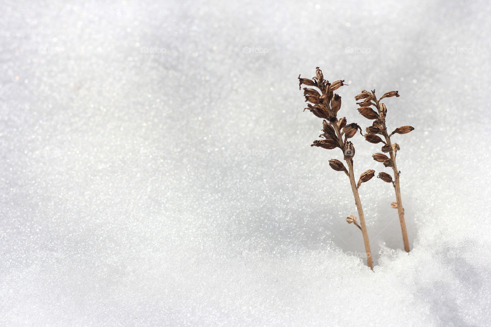 Plants in the snow, minimalism