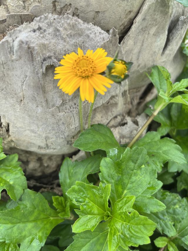 🏵️
