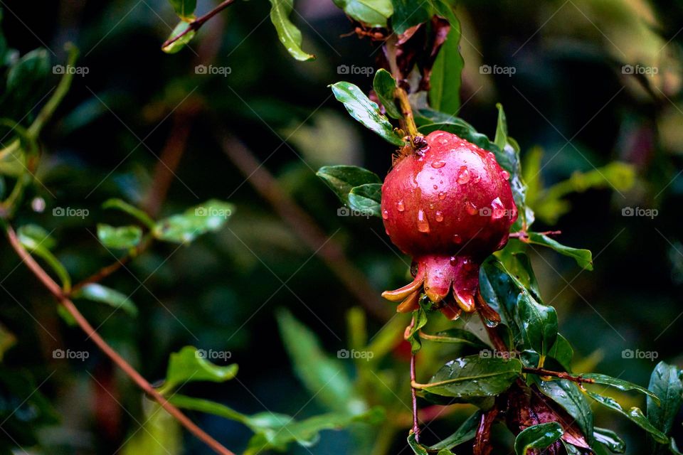 Pomegranate fruit  - water drop