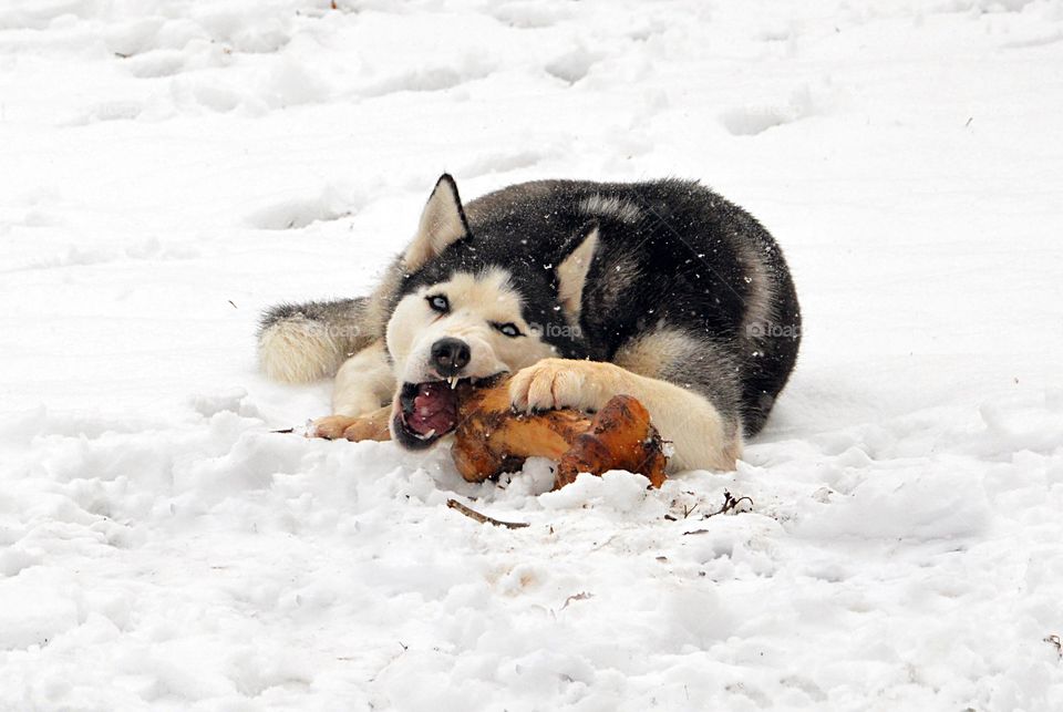 A Siberian husky is seen eating a large bone in the snow