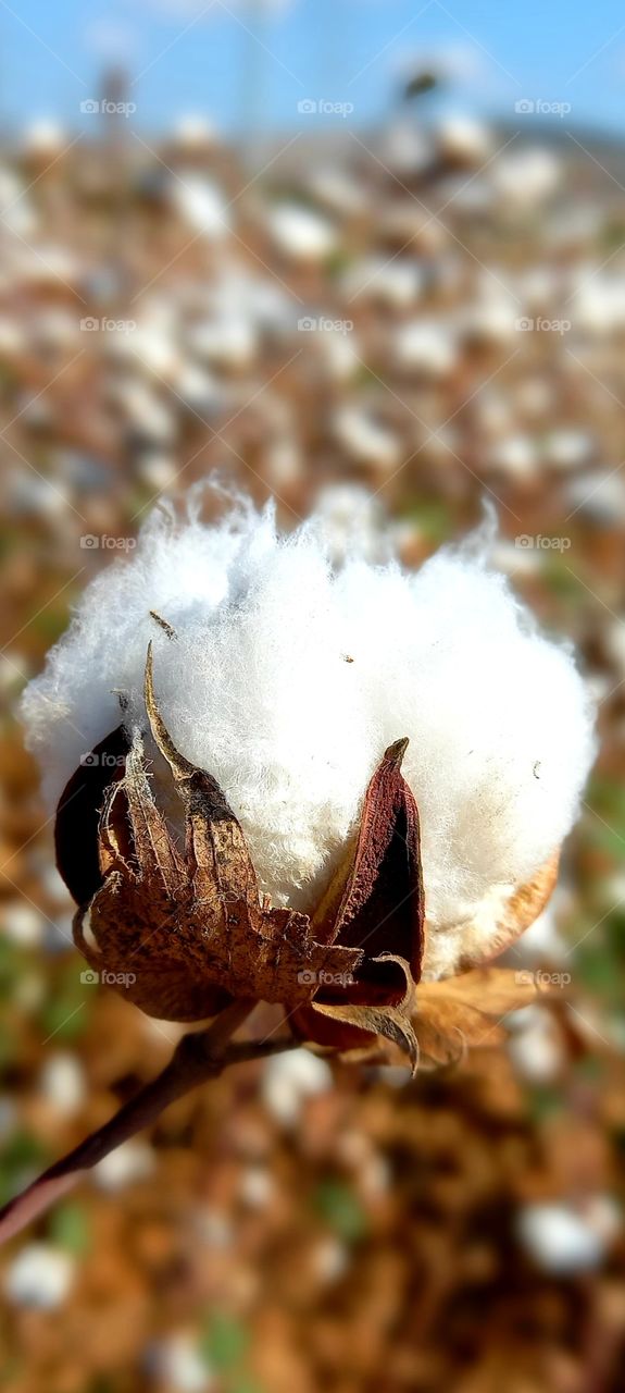 Gossypium herbaceum