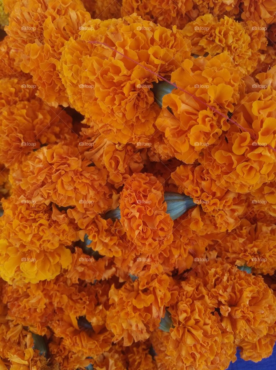 sunflower yellow seasonal fresh shurb small size looks very beautiful generally found everywhere seasonal