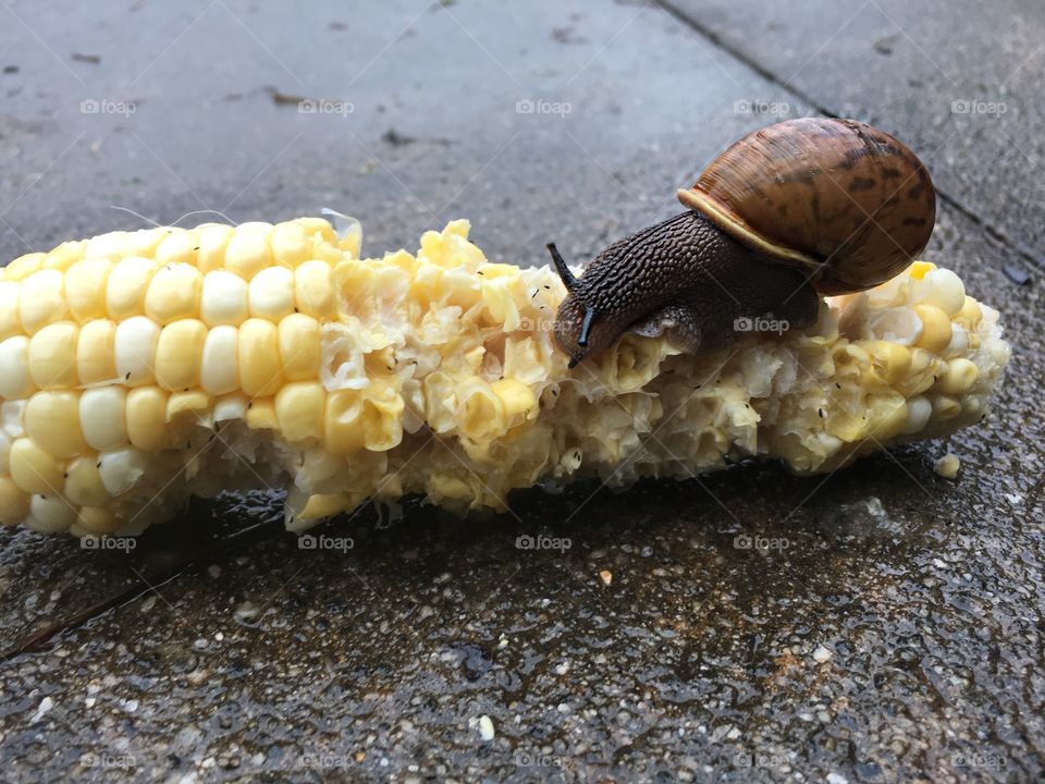 Snail on corn