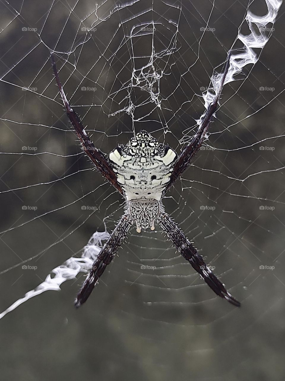 Variety of life: Argiope appensa (Hawaiian garden spider)
Argiope appensa or Hawaiian Garden Spider is a species of spider in the Araneidae family.  This species is also part of the genus Argiope and the order Araneae.