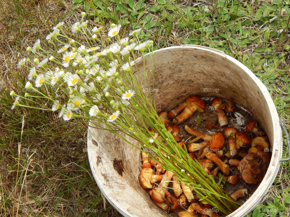 Forest bucket with mushrooms