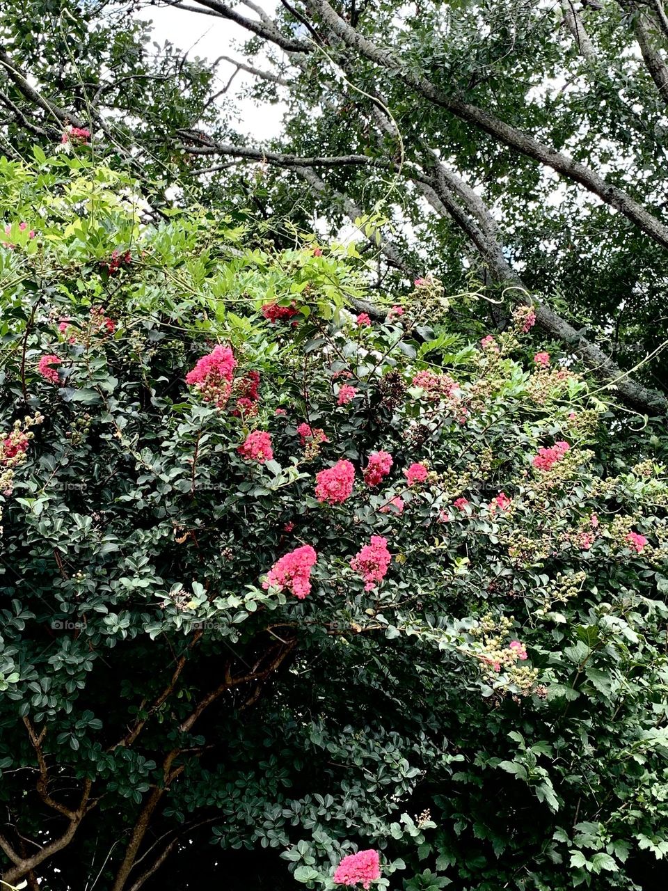 Crape Myrtle 