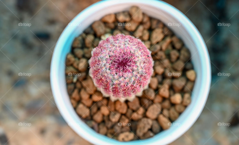 Beautiful texture of cactus