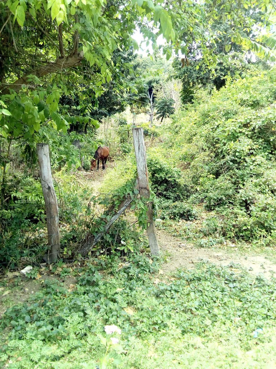 the picture you  or looking at it is very cool to see beautiful green trees and you all so see the horse eating grass.