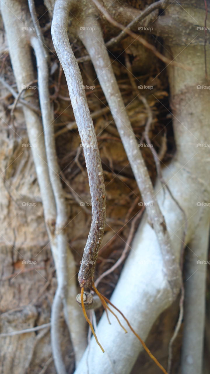 Roots Growing On The Side Of A Royal Palm Tree