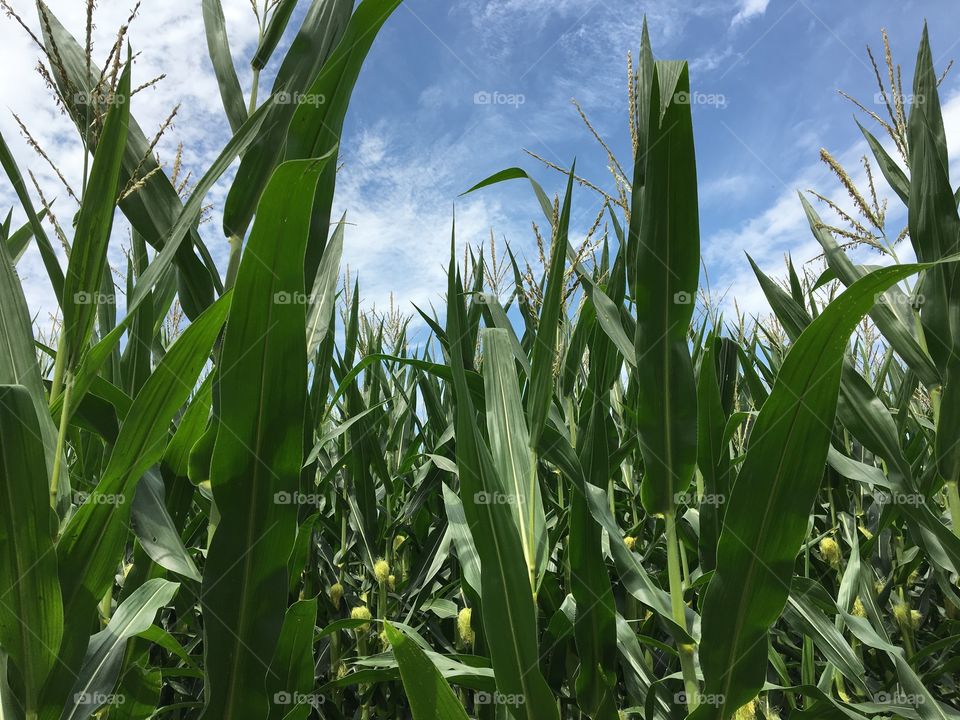 Field full of corn plants