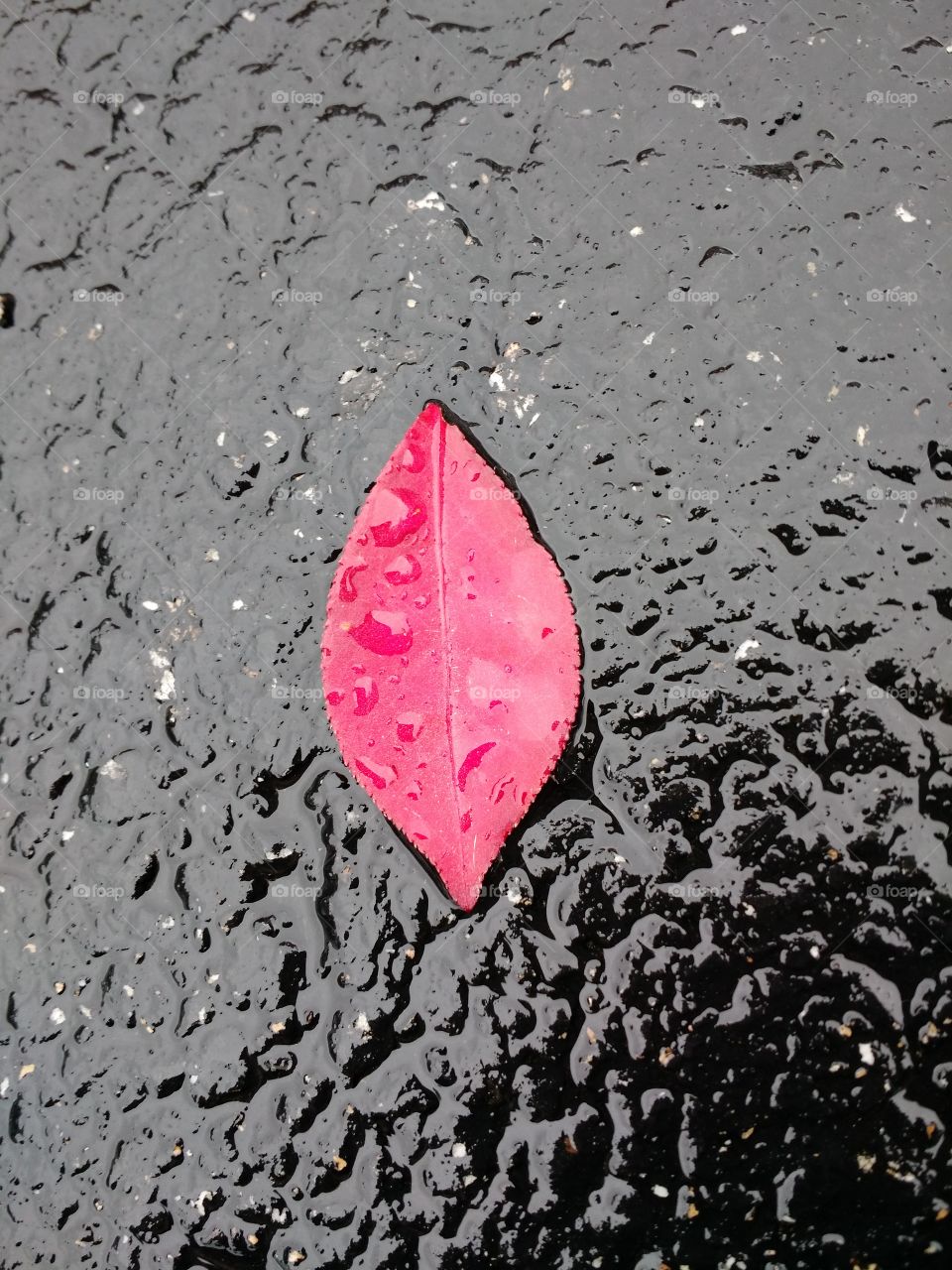 Fall leaf alone