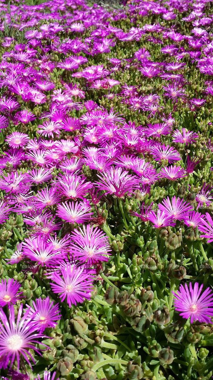 High angle view of pink flower