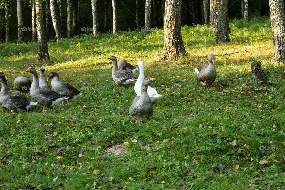 Bird, Nature, Duck, Goose, Grass