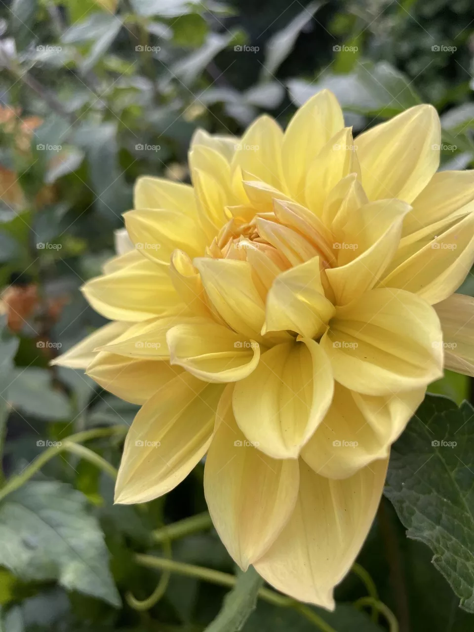 Summer flora