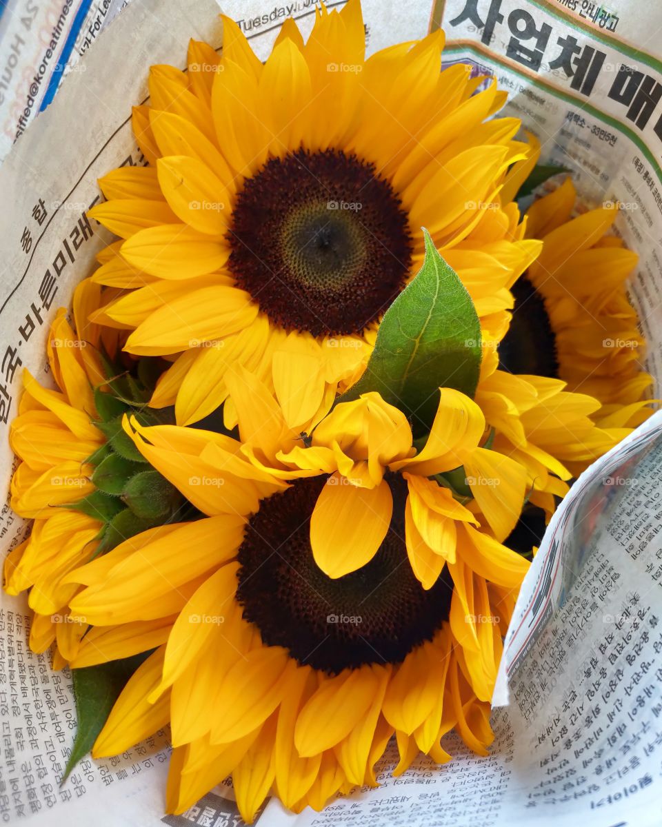 yellow sunflowers wrapped in newspaper