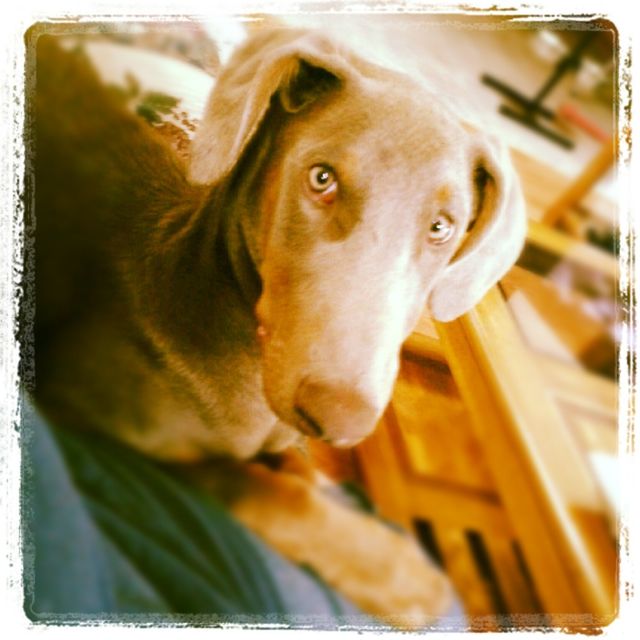 Elley