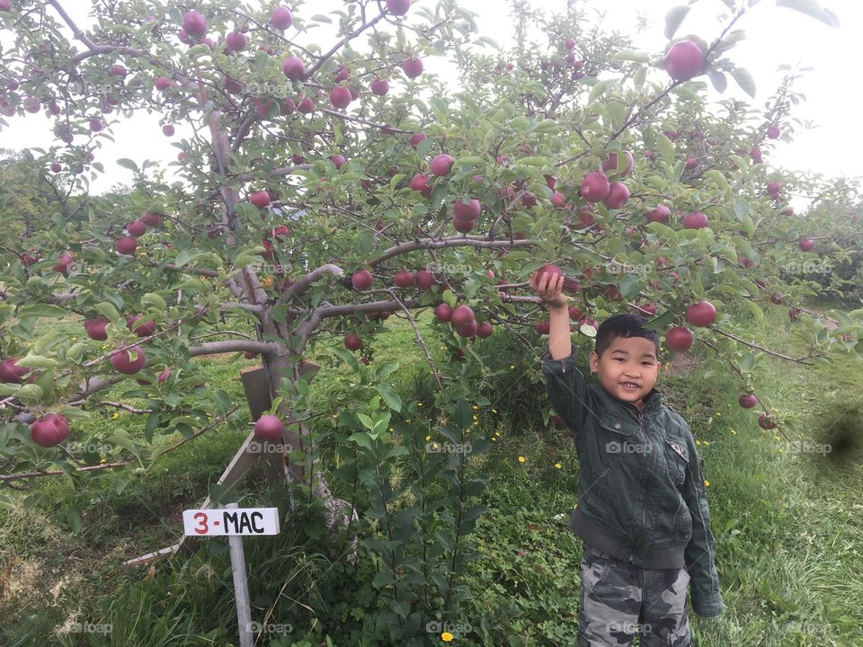 Love picking apples 
