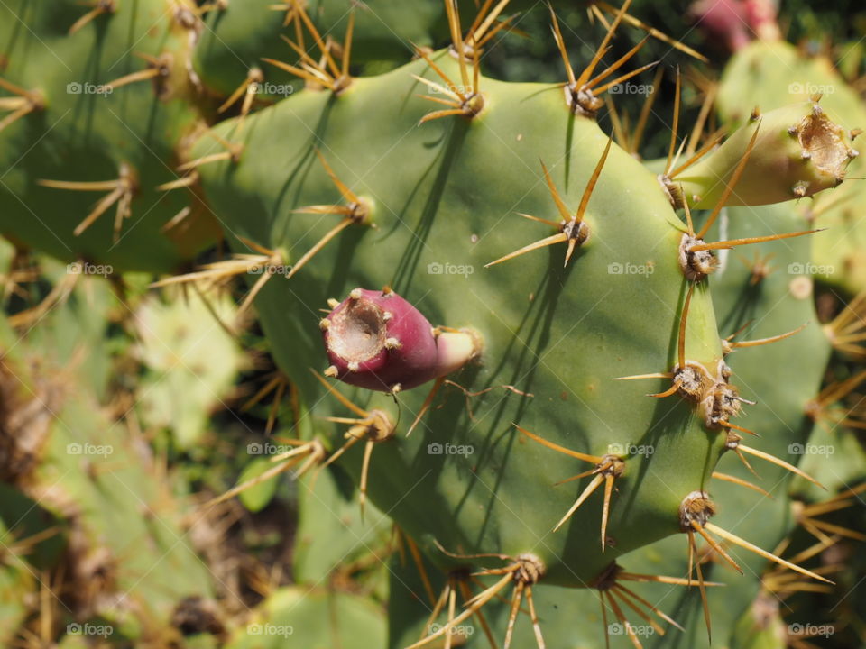 Cactus, flowers, nature 