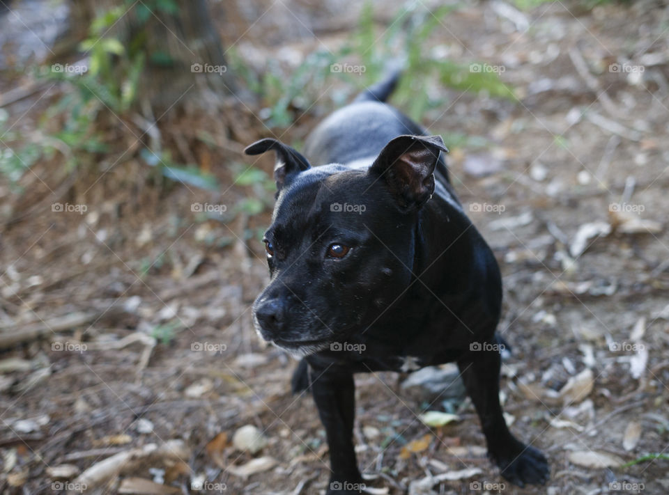 Staffordshire terrier 