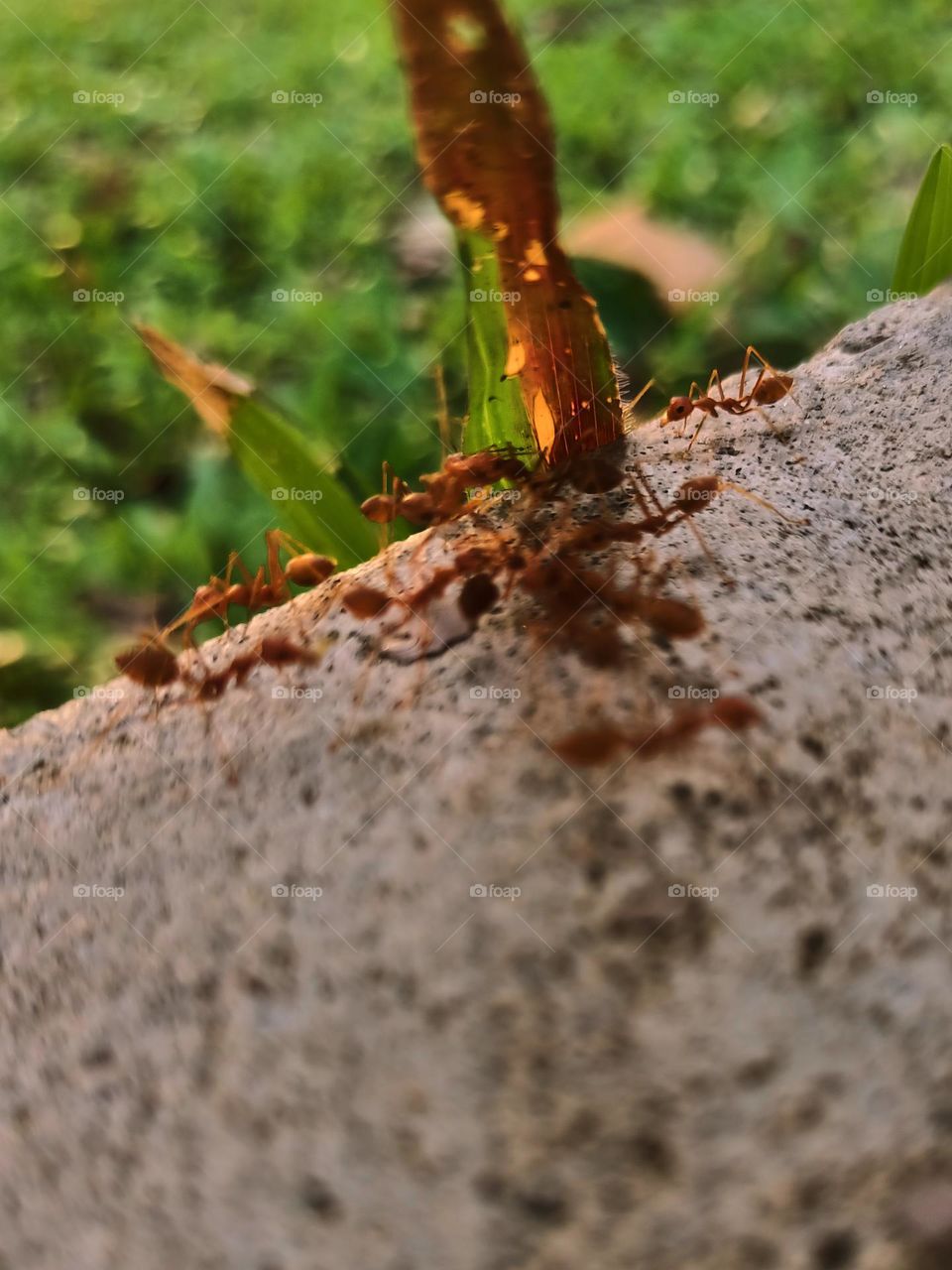 Red ants on the ground in the garden