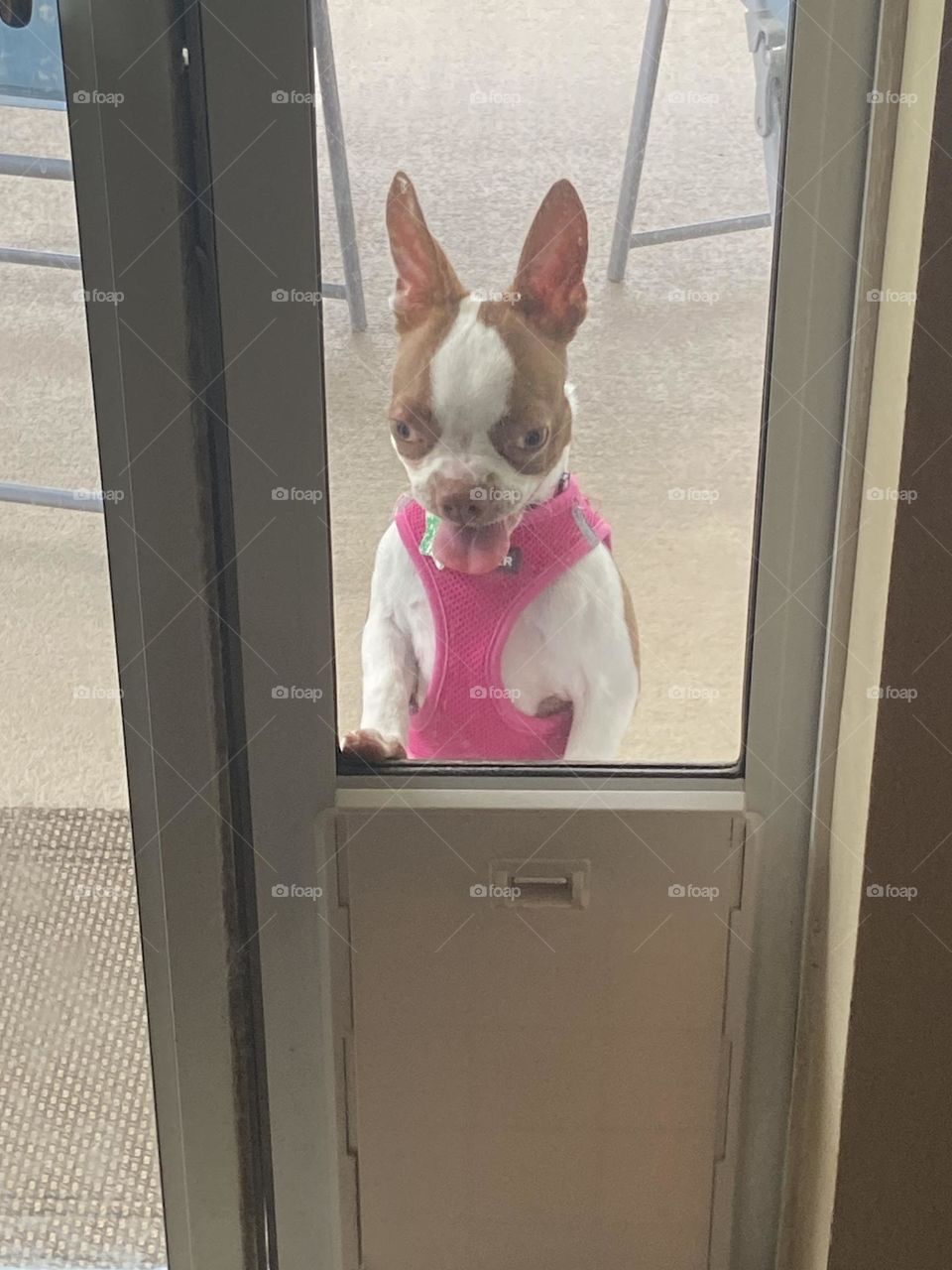 A small ugly tan and white dog with ears sticking up wearing a pink harness standing and looking through a window 