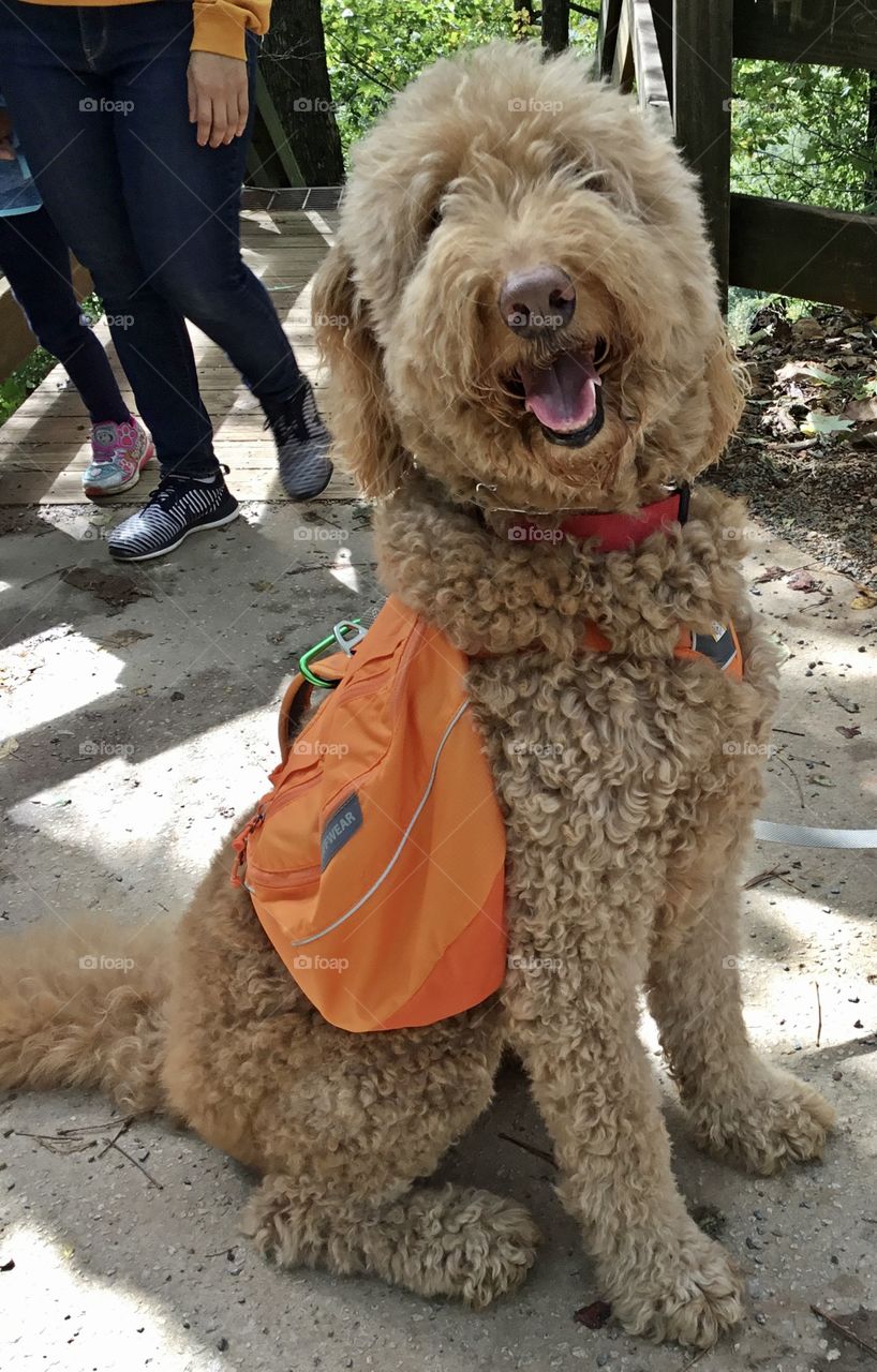 Smiles for everyone - You might not be able to see my eyes, but you can’t miss my big smile. This is Buffy. These fuzzy poodle-Labrador retriever hybrids are a common sight at your local dog park, looking for all the world like living teddy bears