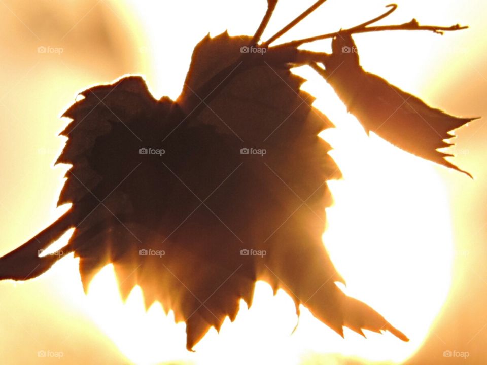 Grape Leaves. Silhouetted by the setting sun