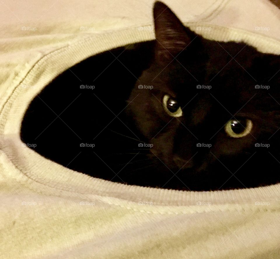 Black Green-Eyed Cat in a Box