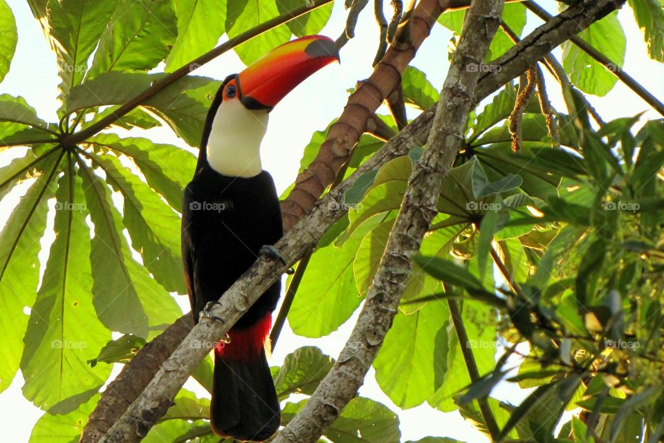 Toucan