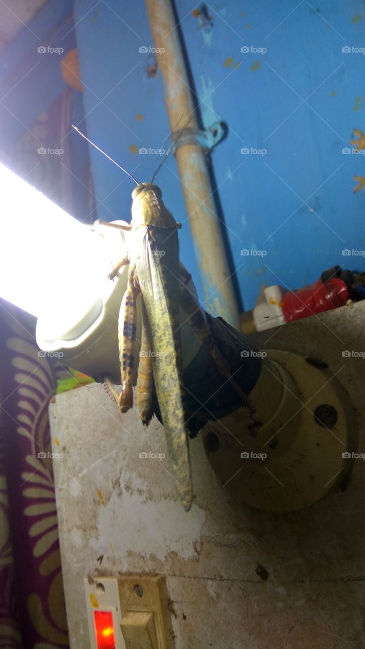 A small lizard and Big grasshopper between what happen