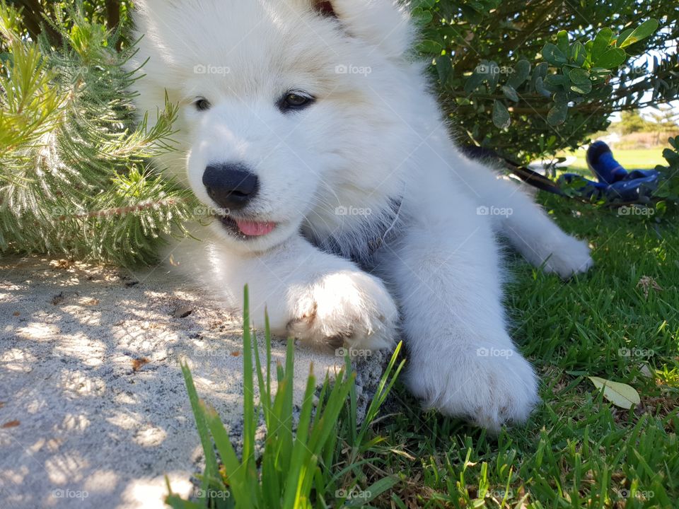 cute puppy resting in shade
