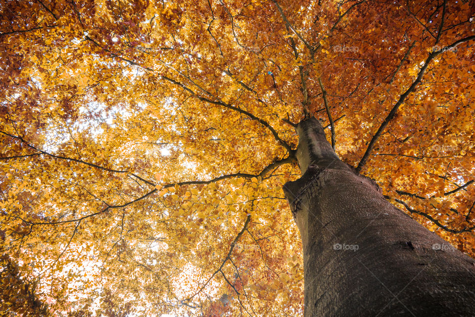 Fall, Leaf, Tree, Maple, No Person