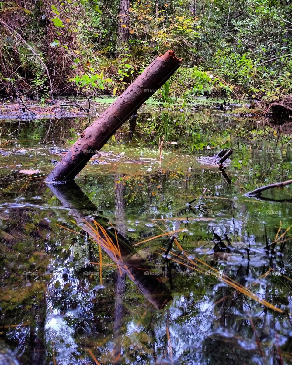 Water Reflection Marsh